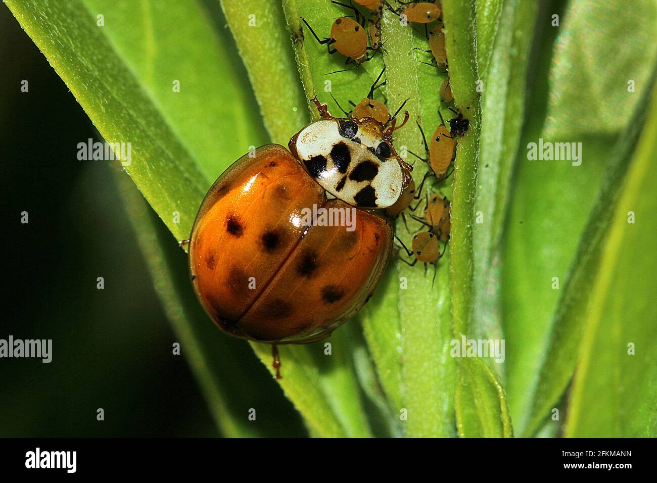 Coccinelle d'Arlequin (Harmonia axyridis), se nourrissant des pucerons (Aphis nerii) Banque D'Images