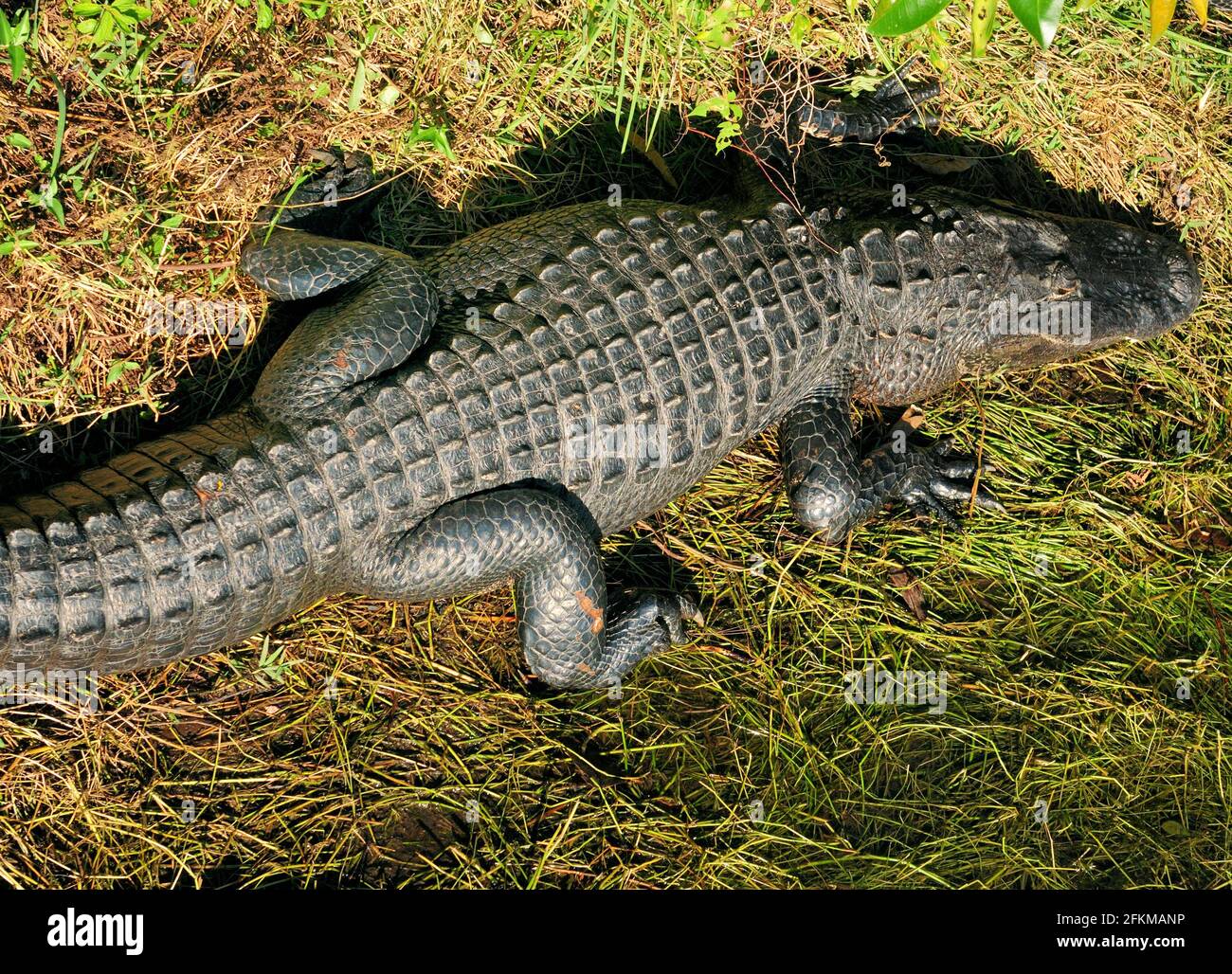 Vue aérienne d'un alligator américain reposant dans les marécages Des Everglades National Park Florida sur UN automne ensoleillé Jour Banque D'Images