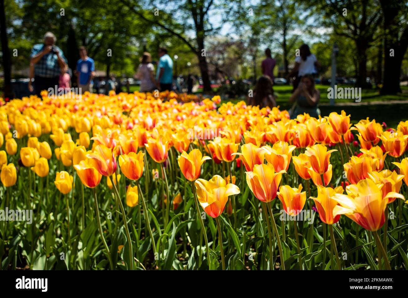 Pays-Bas, États-Unis. 2 mai 2021. Les gens prennent des photos lors du Festival Tulip Time 2021 en Hollande, au Michigan, aux États-Unis, le 2 mai 2021. Crédit: Joel Lerner/Xinhua/Alay Live News Banque D'Images