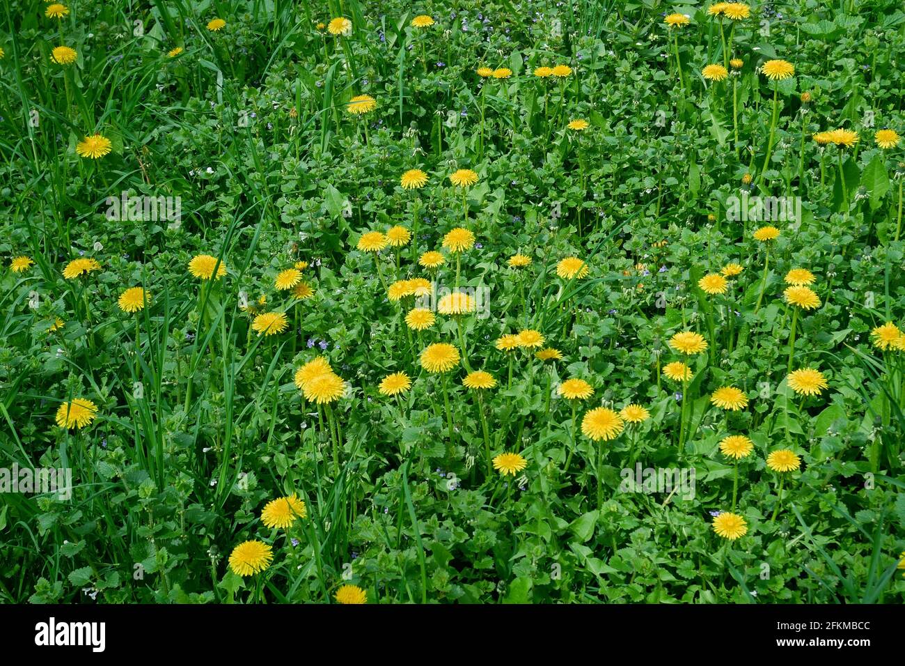 Pissenlit à fleurs (en latin: Taraxacum officinale) sur la prairie parmi diverses plantes à herbes au printemps jour ensoleillé avril dernier, gros plan Banque D'Images