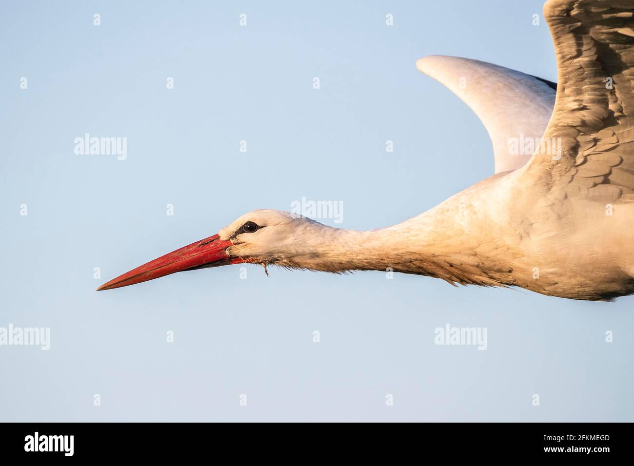 White Stork en vol, Clapper Stork (Ciconia ciconia), Canton de Zurich, Suisse Banque D'Images
