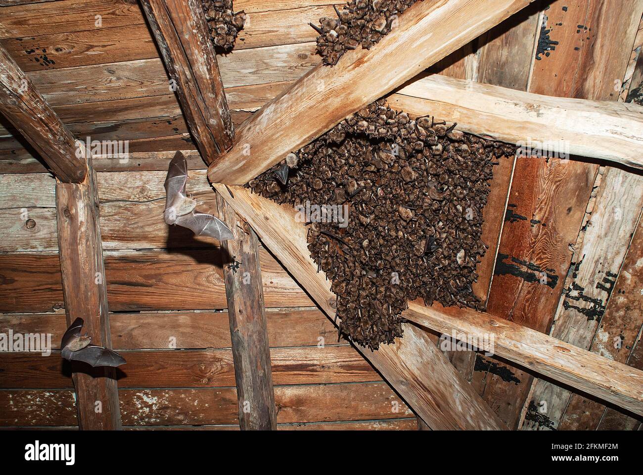 Chauves-souris de Geoffroy (Myotis emarginatus), rôtis dans le grenier, rôtis d'été, près de Kresna, Bulgarie Banque D'Images