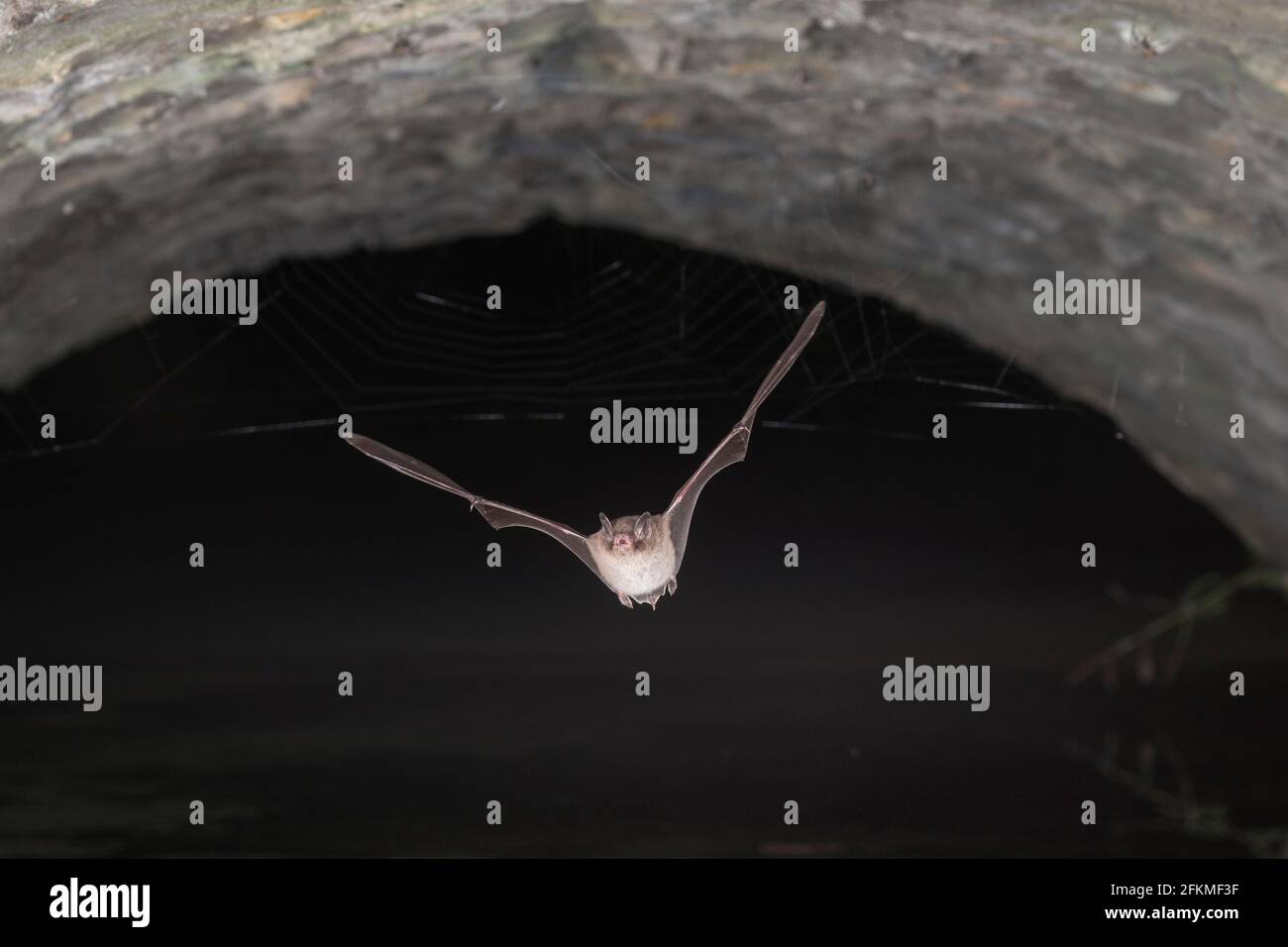 La chauve-souris de Daubenton (Myotis daubentonii) vole sous le pont, Rhénanie-du-Nord-Westphalie, Allemagne Banque D'Images