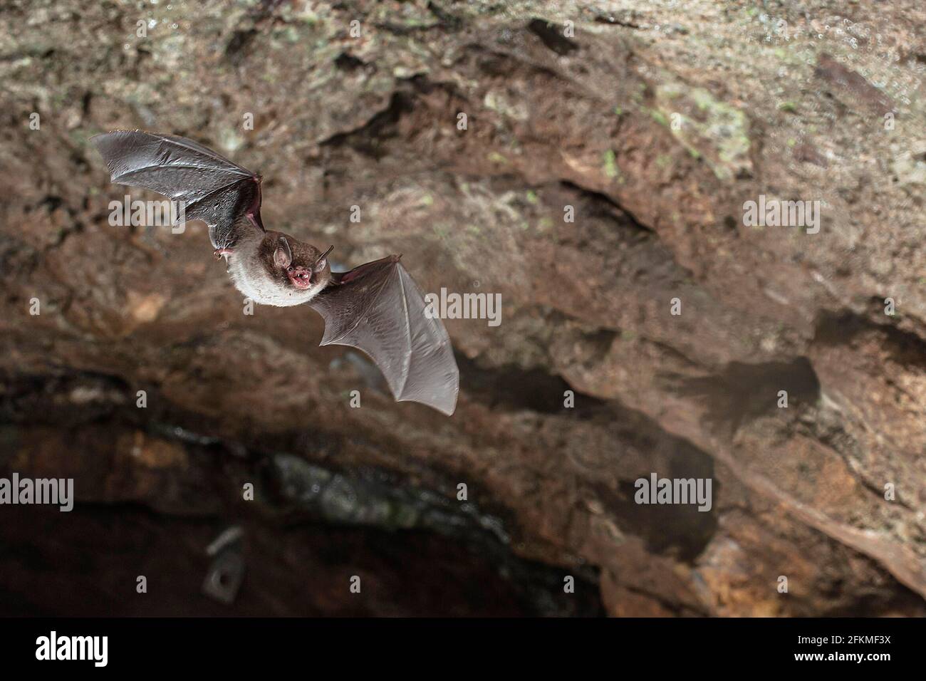 La chauve-souris de Daubenton (Myotis daubentonii) survolant une grotte en été, Basse-Saxe, Allemagne Banque D'Images