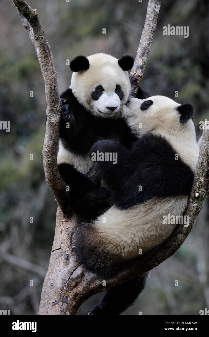 Pandas géants (Ailuropoda melanoleuca), Réserve naturelle de Wolong, Sichuan, Chine Banque D'Images