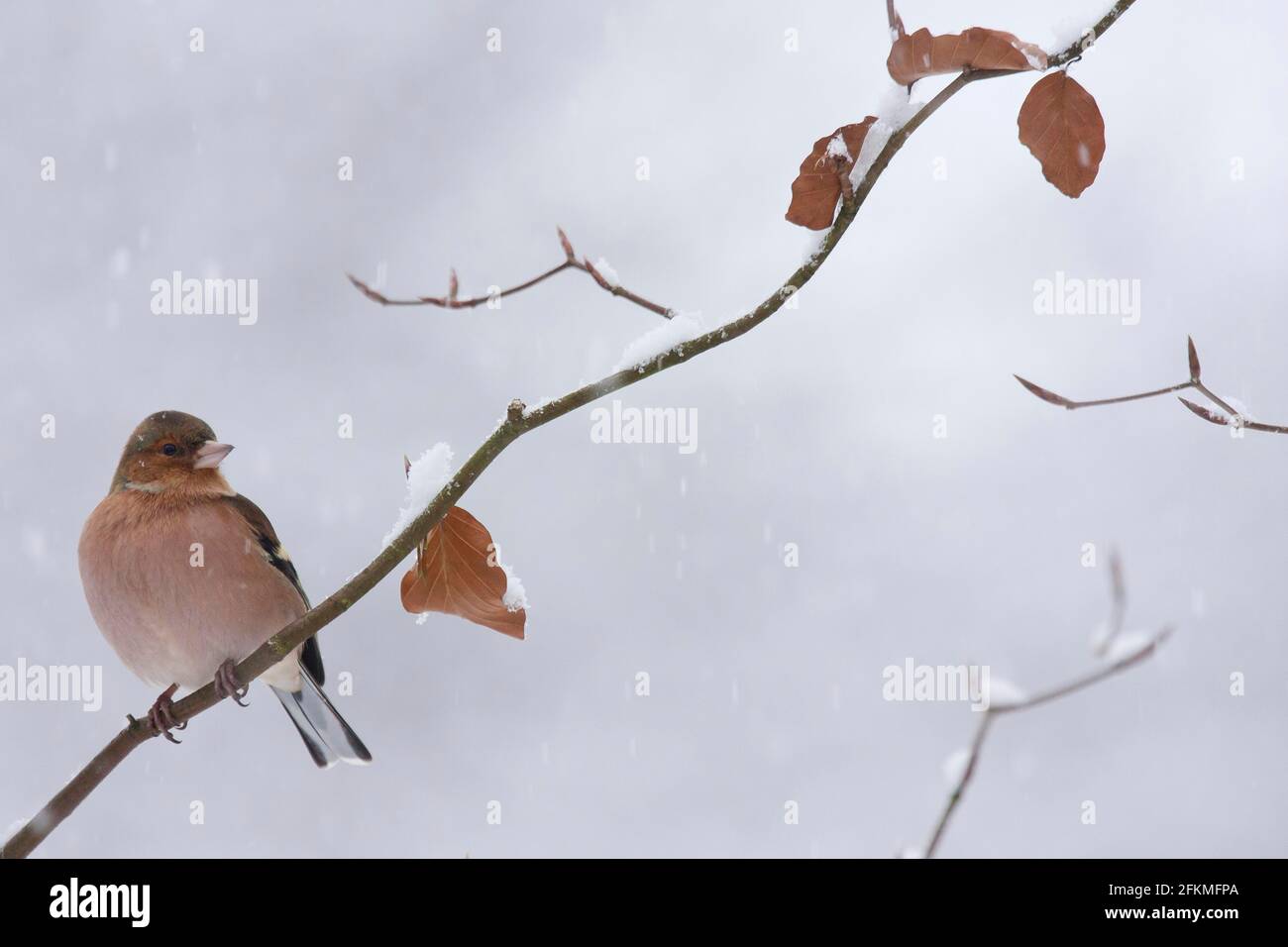 Chaffinch (Fringilla coelebs) Winter, Rhénanie-Palatinat, Allemagne Banque D'Images