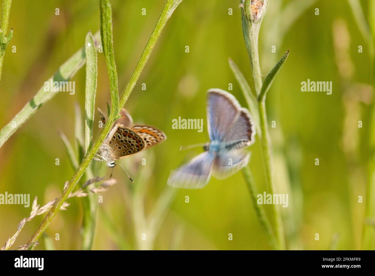 Bleu argenté (Plebejus argus), couple, Rhénanie-du-Nord-Westphalie, Allemagne Banque D'Images