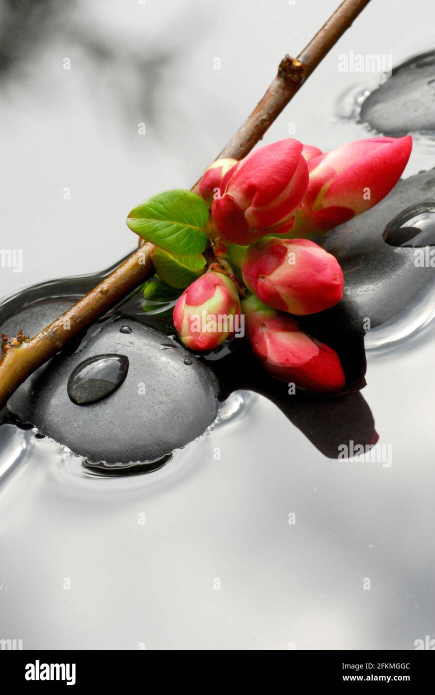 Chaenomeles japonica (Chaenomeles japonica), branche avec fleurs sur pierres dans l'eau, fleurs de prune, prune de sang Banque D'Images