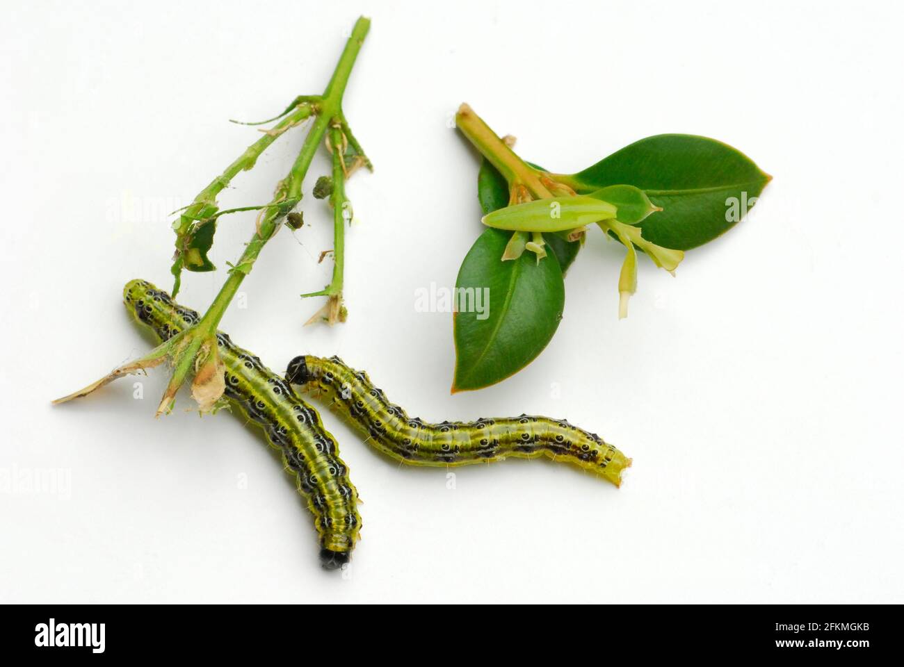 Caterpiliers et feuilles de Zuensler, -Zuensler, , plantes (Buxaceae) Banque D'Images