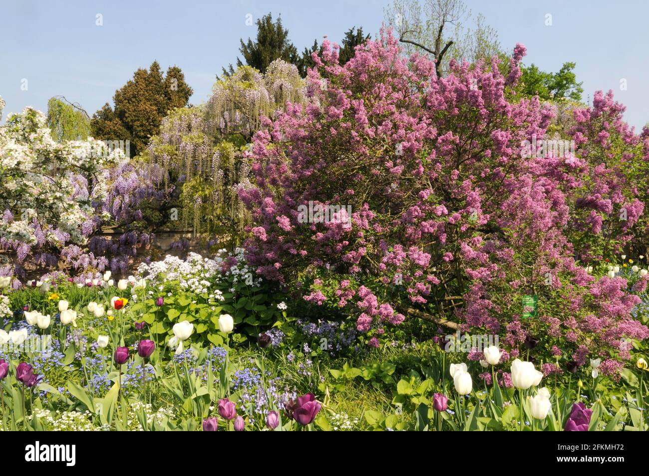 Lilas persan (Syringa x persica) Banque D'Images