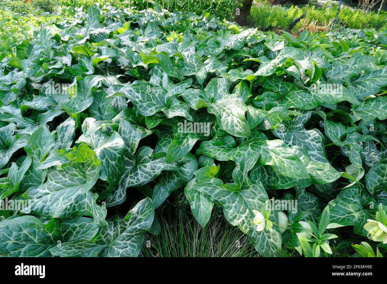 Arum italicum (Arum italicum) Banque D'Images