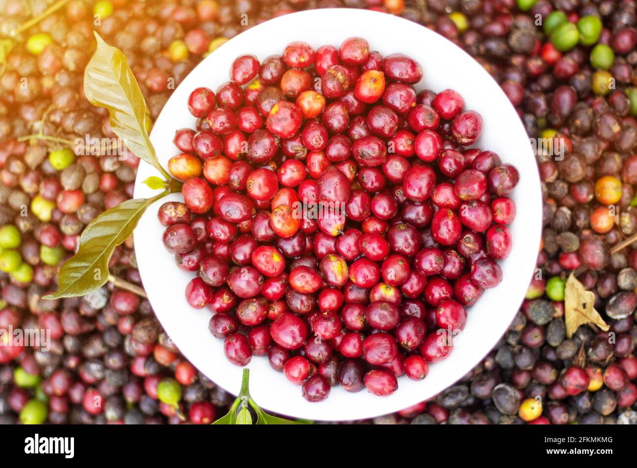 café laos, pakxong café fruits agriculture en asie Banque D'Images