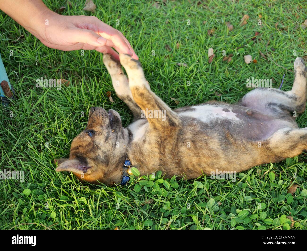 Le Chiot Marron Mignon Allonge Sur Son Dos Sur La Pelouse Verte Le Bebe Chien Avec Ses Pieds Accroches Main Humaine Sur La Terre De L Herbe Le Comportement Espiegle Photo Stock Le Chiot Marron Mignon Allonge Sur Son Dos Sur La Pelouse Verte Le Bebe Chien Avec Ses Pieds Accroches Main Humaine Sur La Terre De L Herbe Le Comportement Espiegle Photo Stock