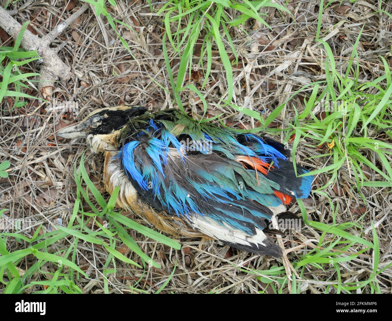Oiseau mort au sol Banque de photographies et d’images à haute résolution Alamy