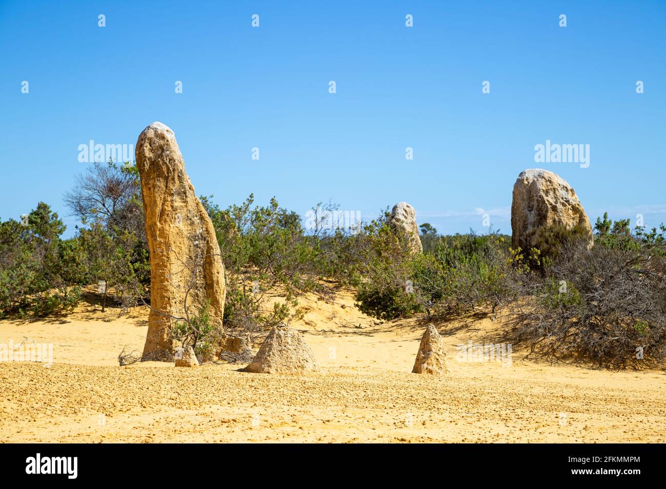 Les Pinnacles, parc national de Nambung. Formations de calcaire avec ciel bleu et terre jaune Banque D'Images