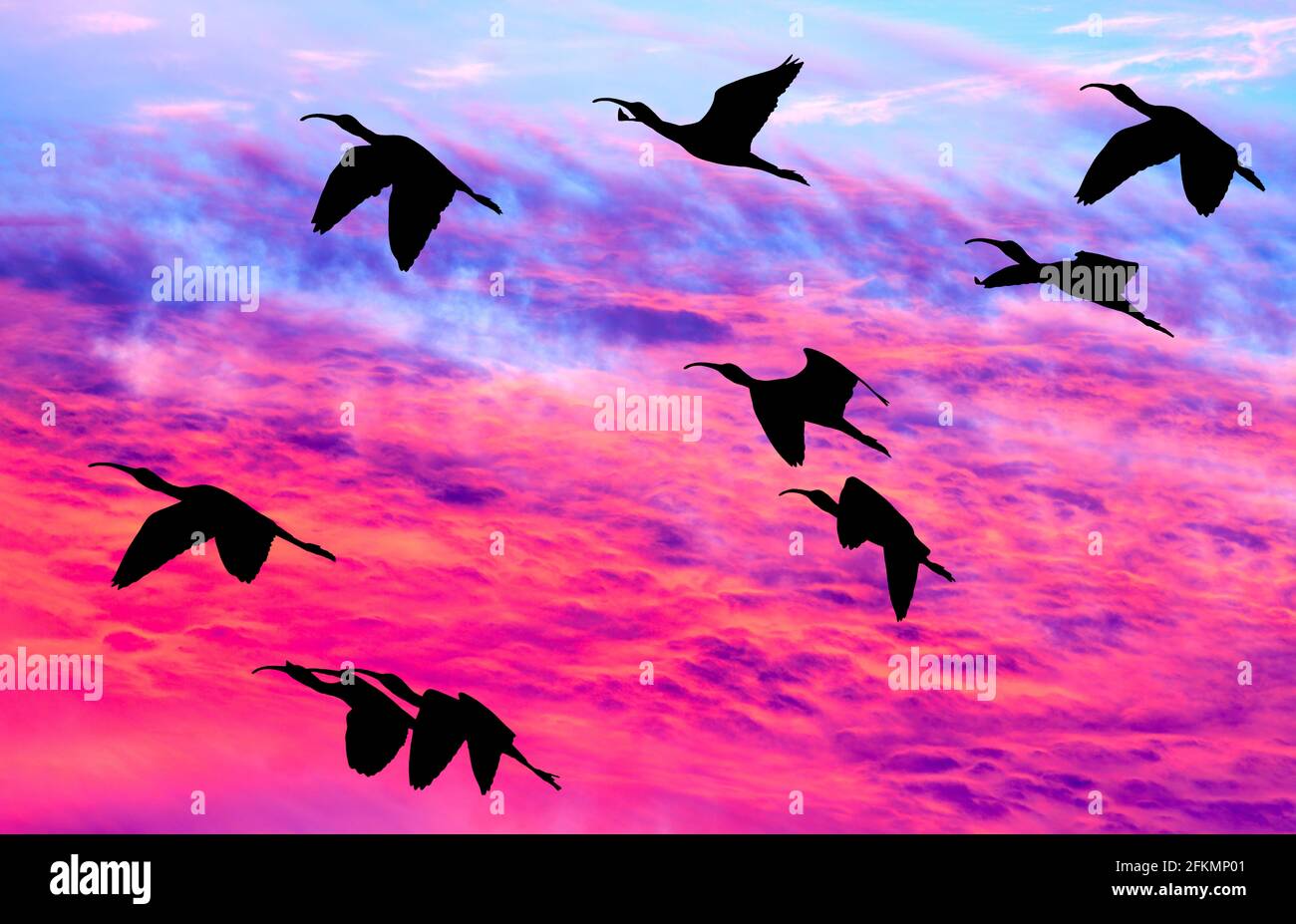 Une Flock of Birds volante avec des ailes étalées silhouetté Contre UN ciel de coucher de soleil coloré et vif Banque D'Images