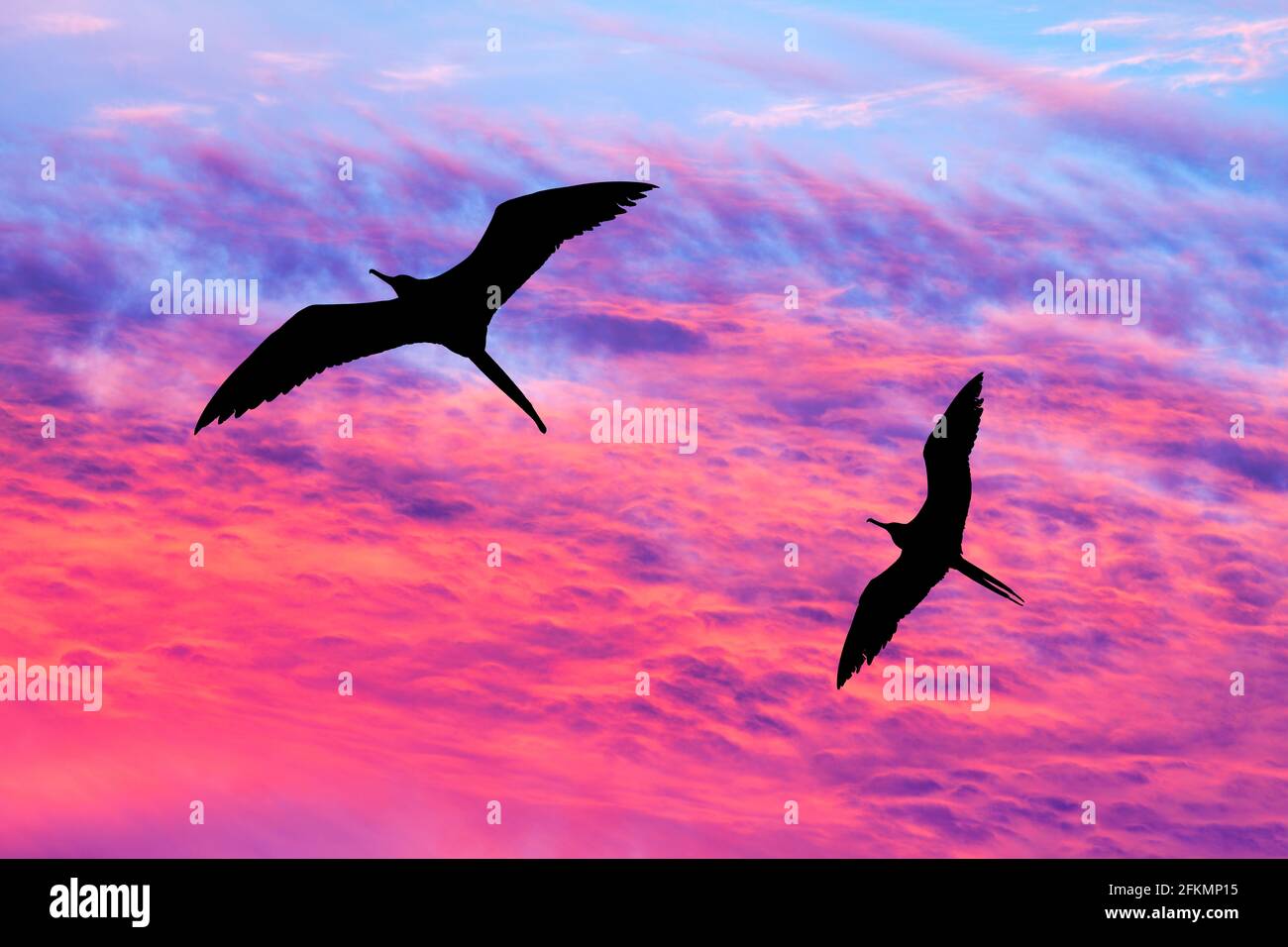 Deux oiseaux volées avec des ailes étalées silhouetté contre UN Ciel de coucher de soleil aux couleurs vives Banque D'Images