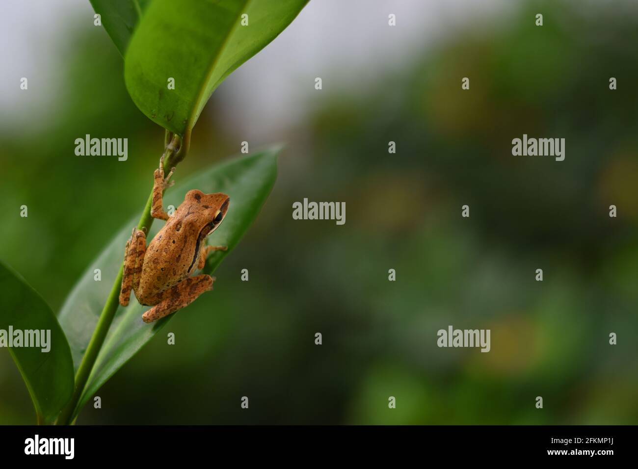 Une grenouille d'arbre commune assise sur une feuille verte Banque D'Images