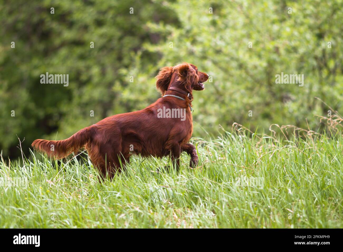 Chien de chasse Irish setter courant sur l'herbe dans le pré Banque D'Images