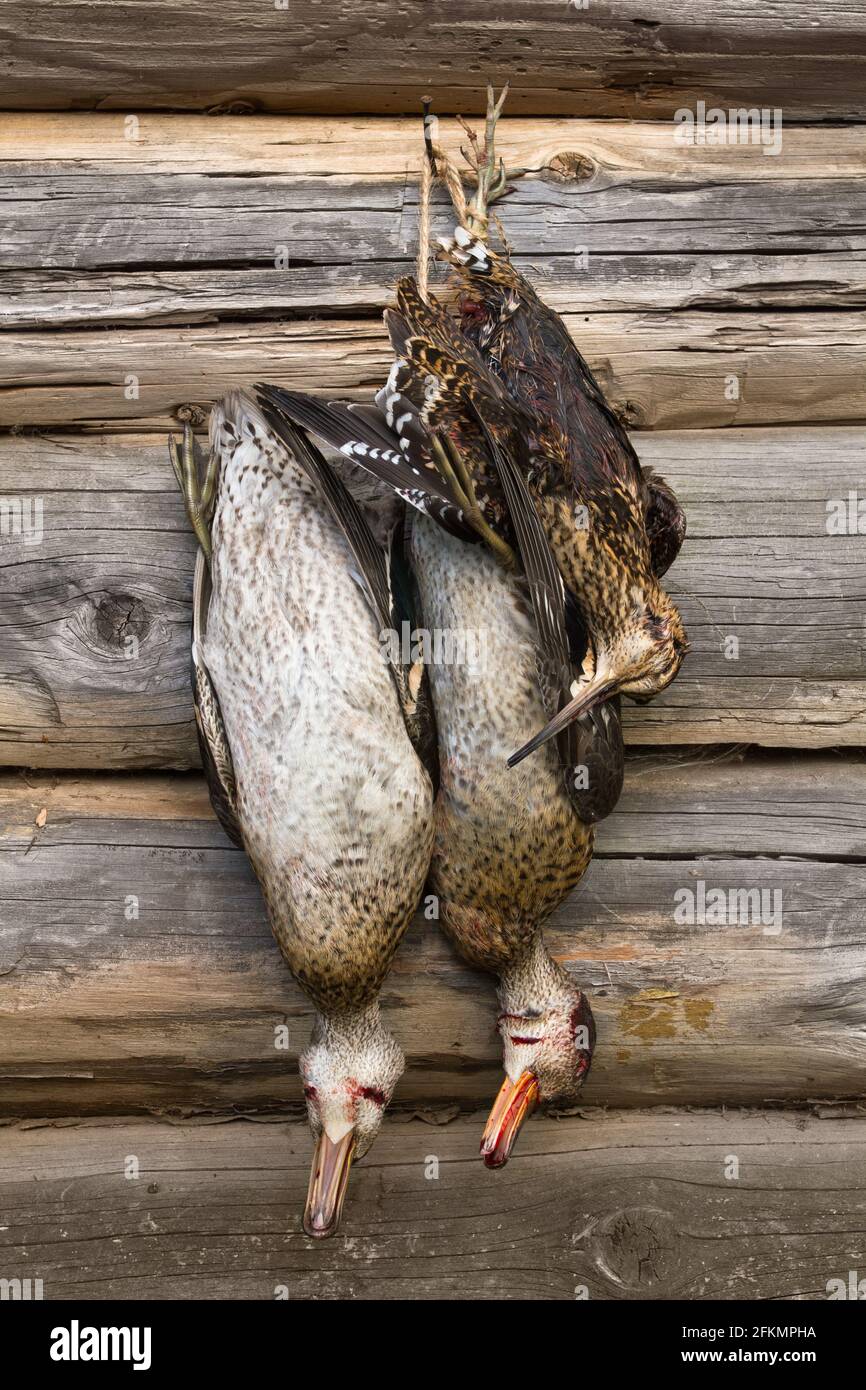 deux canards et un coq accroché à une bûche mur Banque D'Images