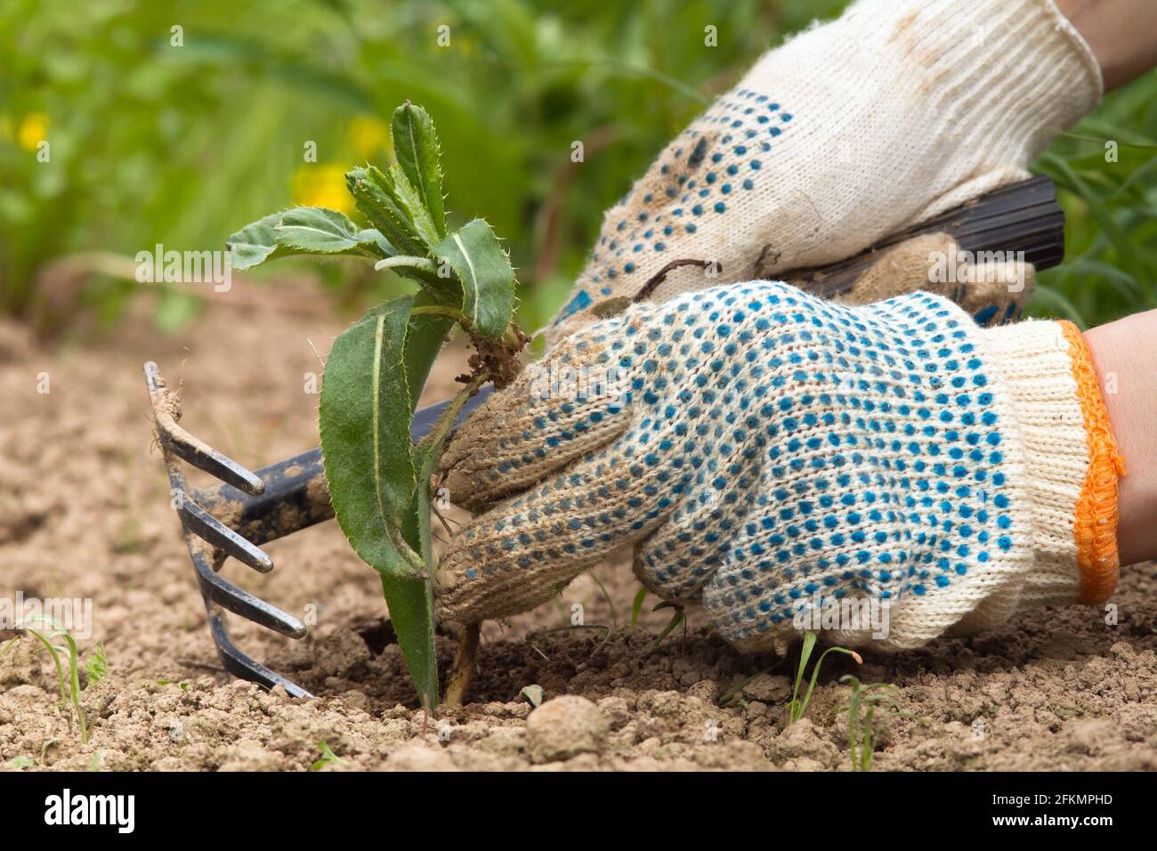 mains jardinier enlever les mauvaises herbes du jardin à l'aide d'un outil Banque D'Images