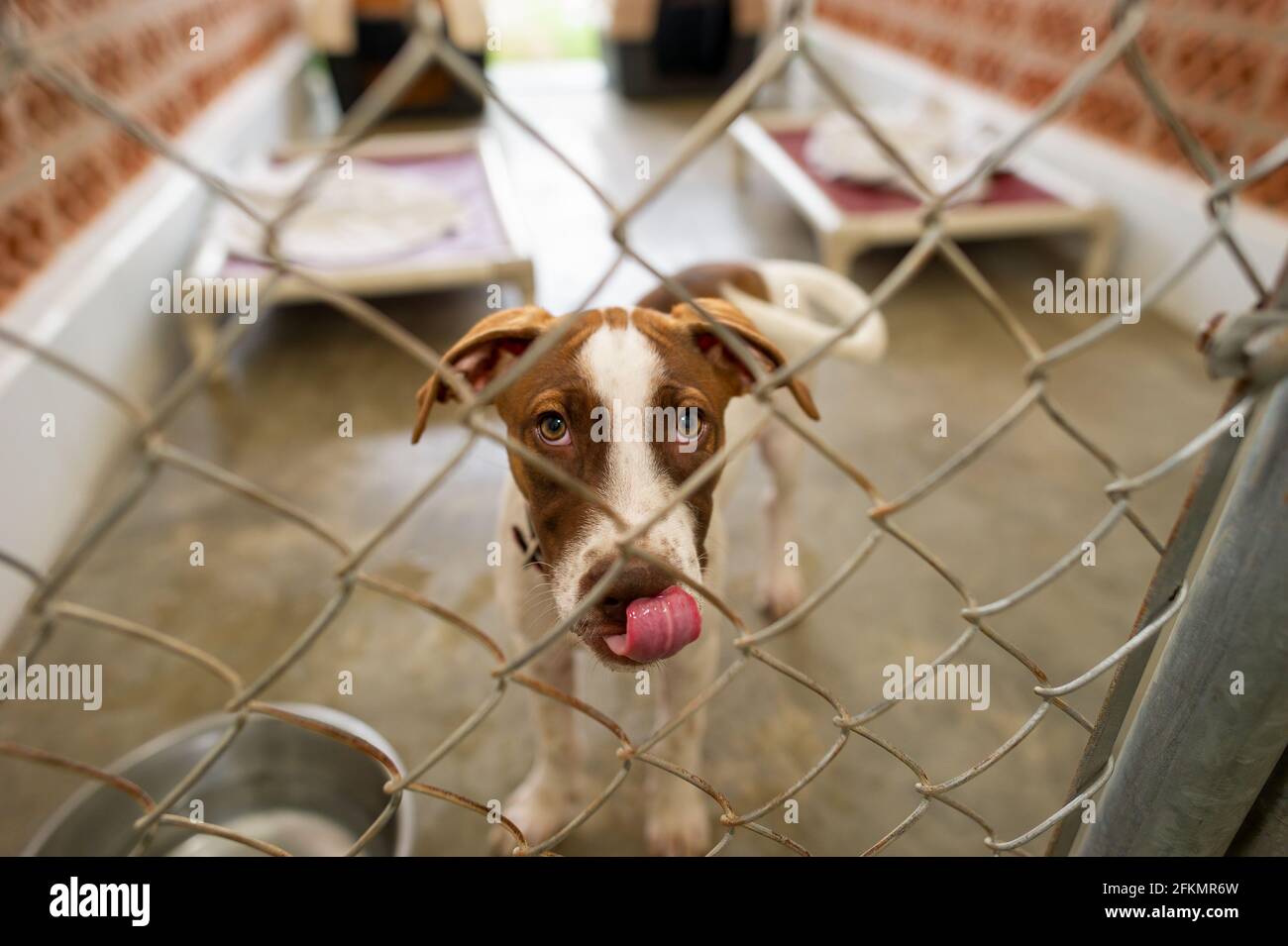 Un chien de refuge regarde à travers son enceinte clôturée avec Un regard sur son visage Banque D'Images