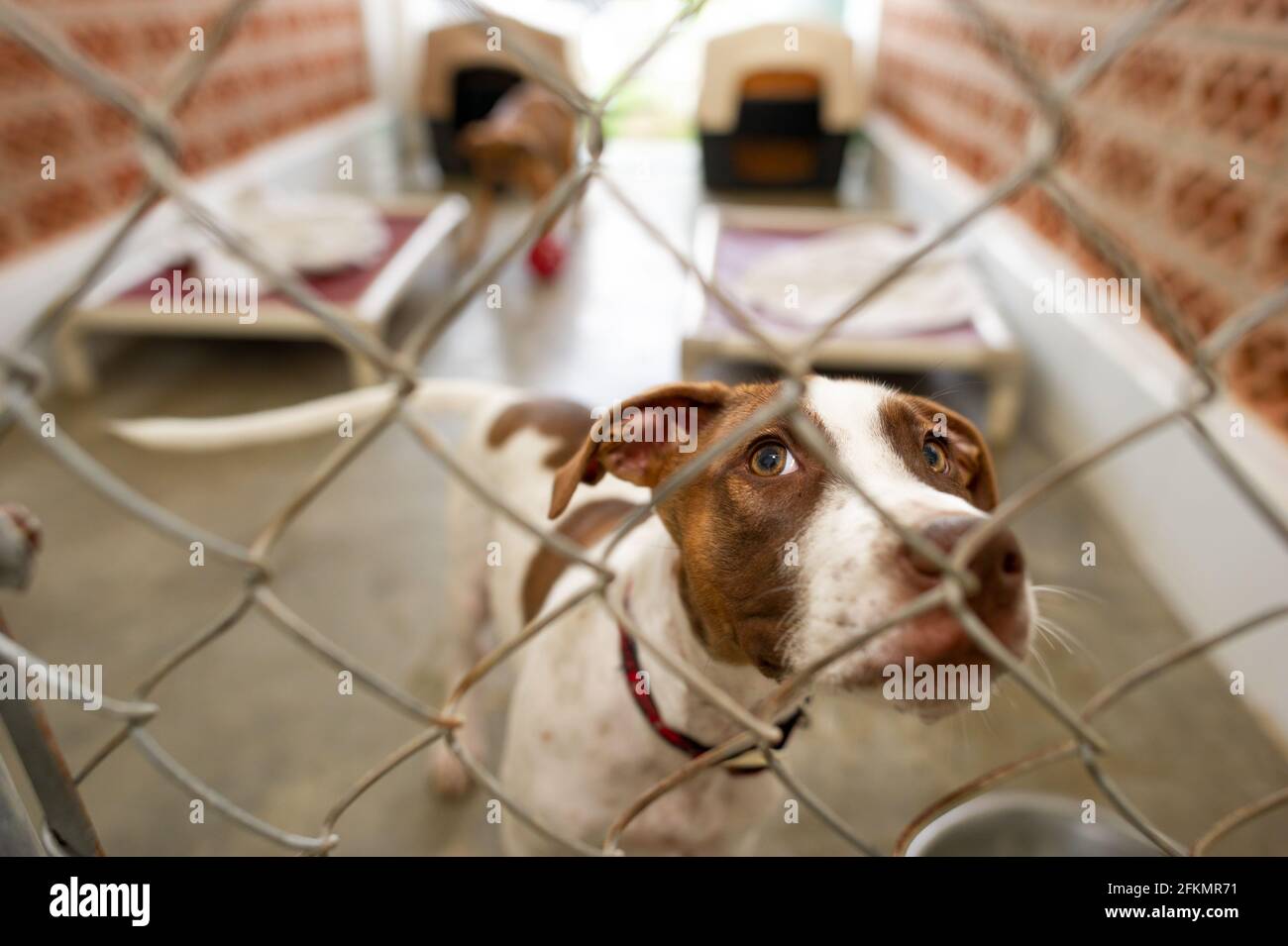Un chien de refuge regarde à travers son enceinte clôturée avec Un regard sur son visage Banque D'Images