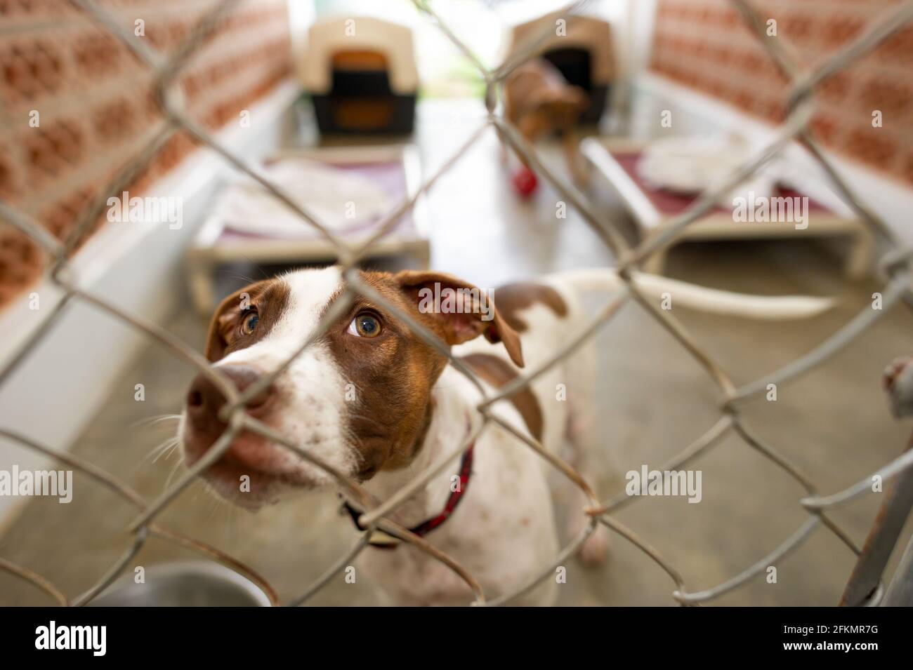 Un chien de refuge regarde à travers son enceinte clôturée avec Un regard sur son visage Banque D'Images