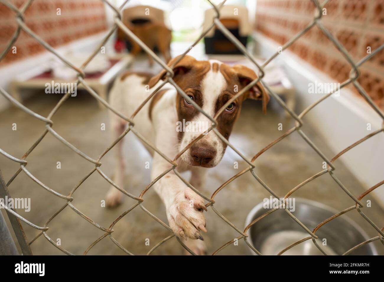 Un chien de refuge regarde à travers son enceinte clôturée avec Un regard sur son visage Banque D'Images