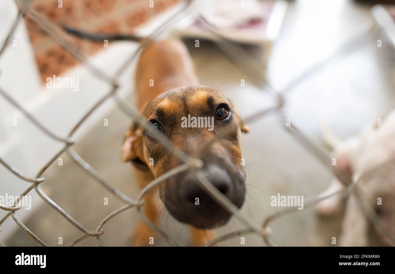 Un chien de refuge regarde à travers son enceinte clôturée avec Un regard sur son visage Banque D'Images