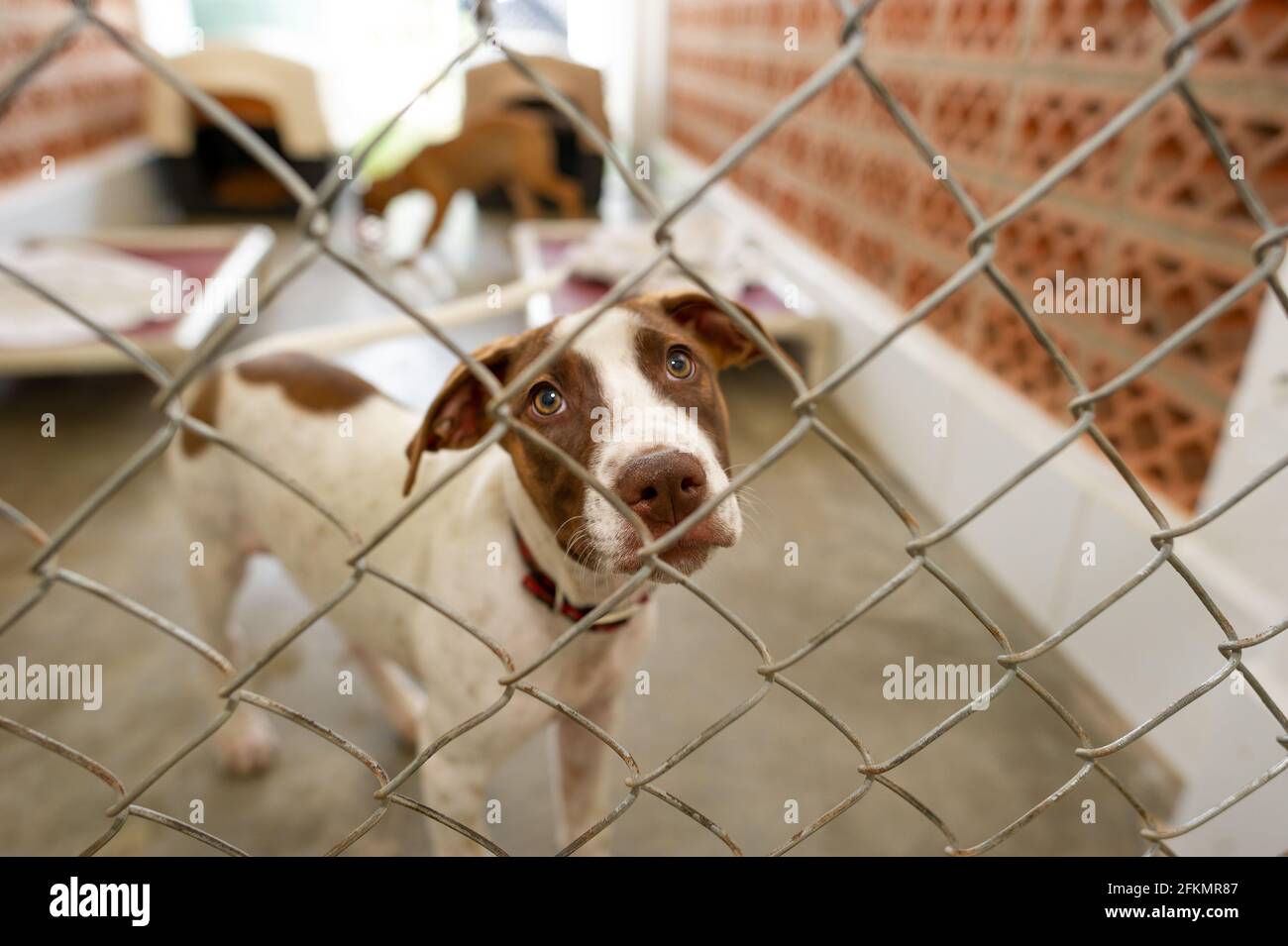 Un chien de refuge regarde à travers son enceinte clôturée avec Un regard sur son visage Banque D'Images