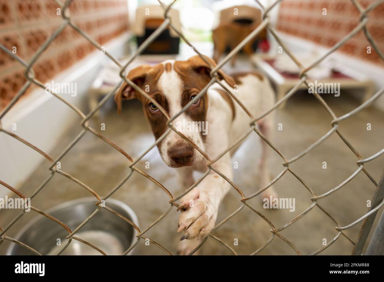 Un chien de refuge atteint à travers son enceinte clôturée avec C'est Paw Banque D'Images