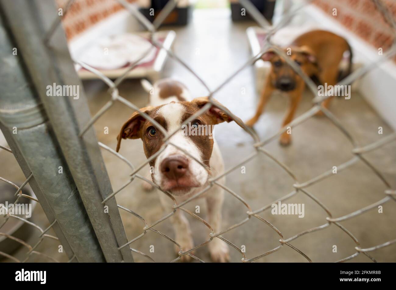 Un chien de refuge regarde à travers son enceinte clôturée avec Un regard sur son visage Banque D'Images