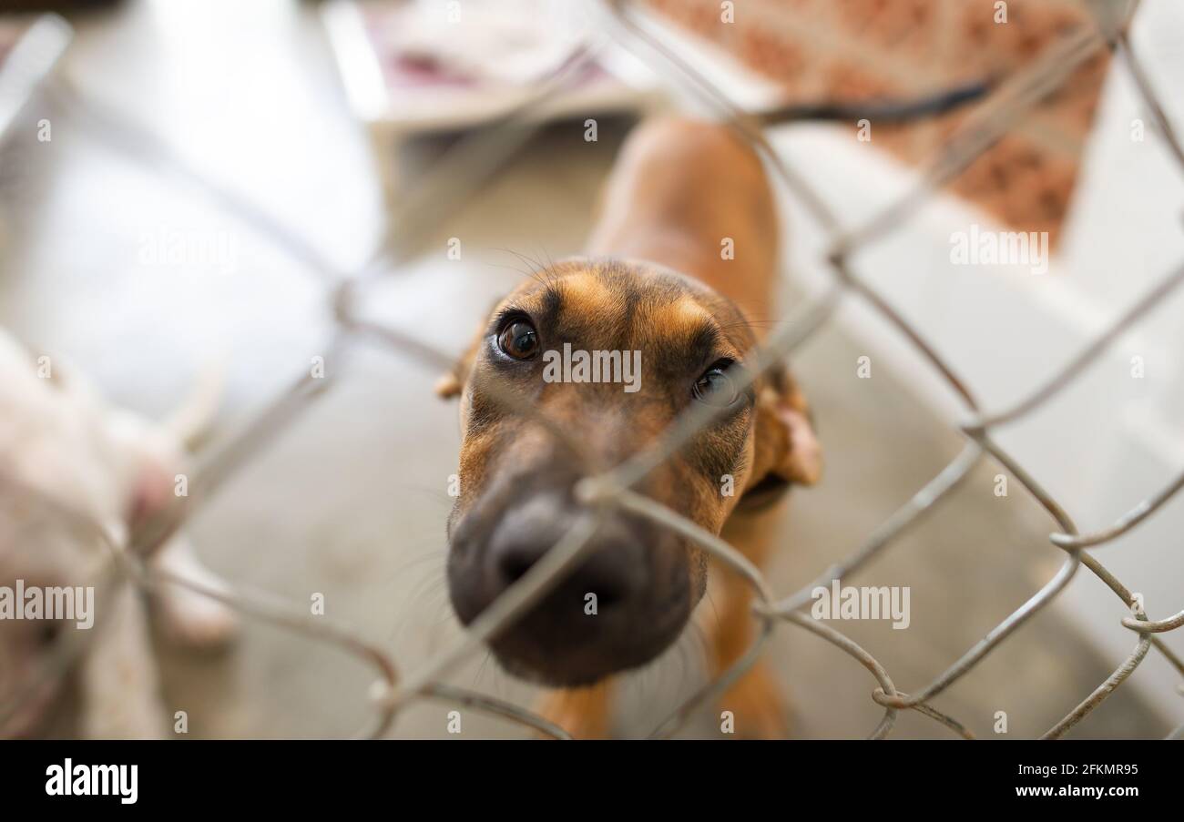 Un chien de refuge regarde à travers son enceinte clôturée avec Un regard sur son visage Banque D'Images