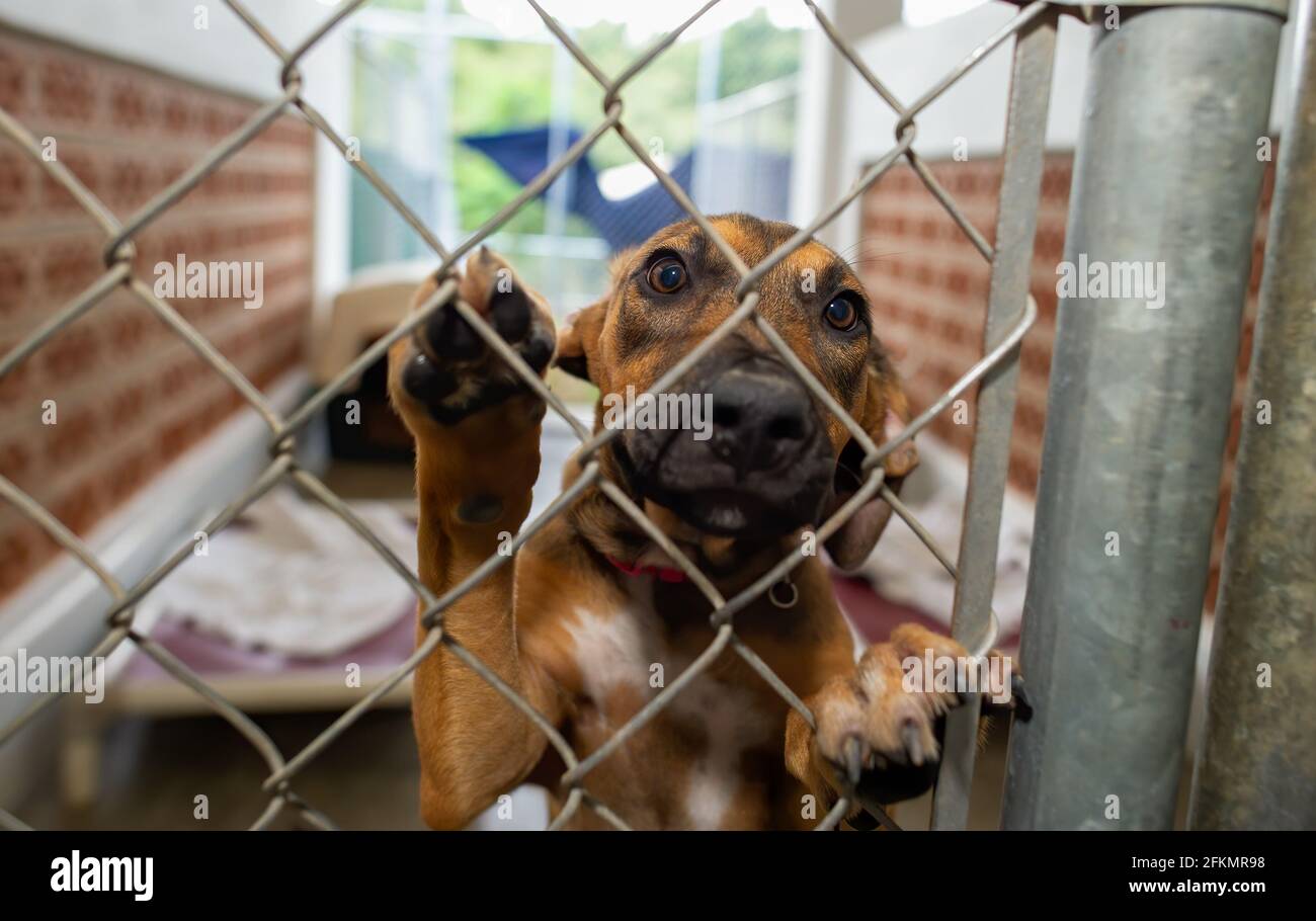 Un chien de refuge regarde à travers son enceinte clôturée avec Un regard sur son visage Banque D'Images