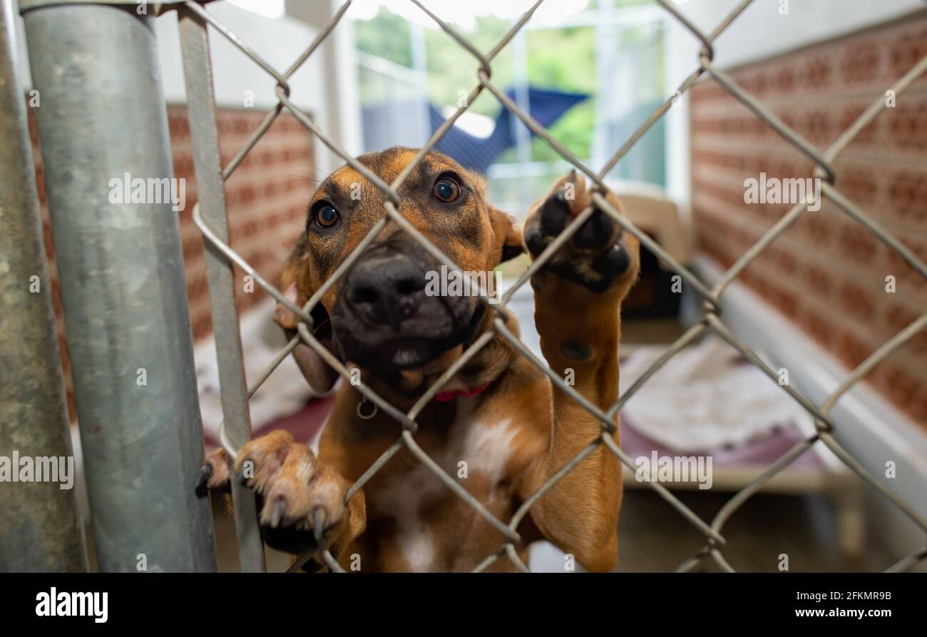 Un chien de refuge regarde à travers son enceinte clôturée avec Un regard sur son visage Banque D'Images