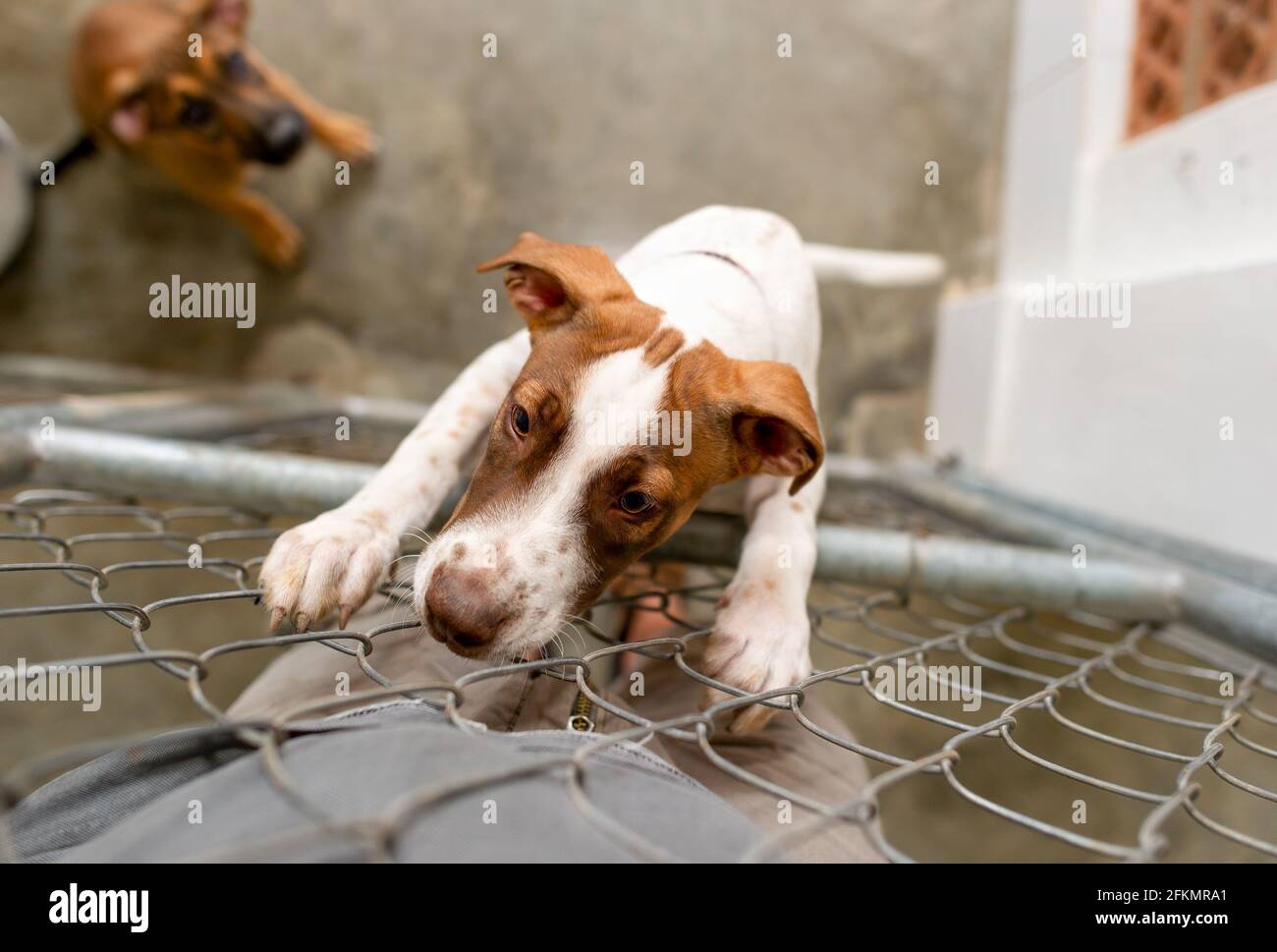 Un chien de refuge regarde à travers son enceinte clôturée avec Un regard sur son visage Banque D'Images