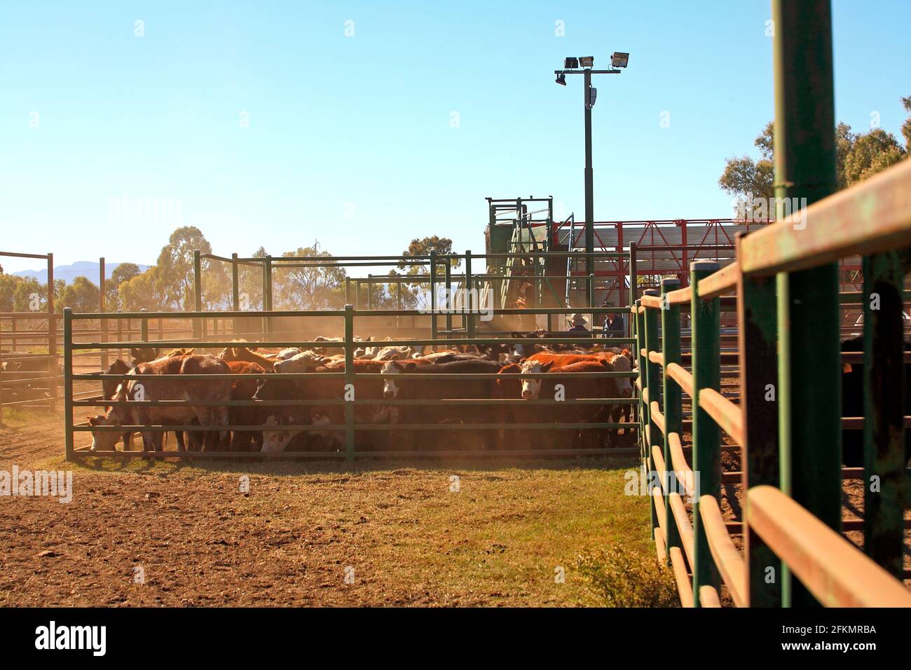 Les bovins dans les parcs à bestiaux sont chargés sur un camion par des rampes de chargement. Narrabri, ouest de la Nouvelle-Galles du Sud, Australie Banque D'Images