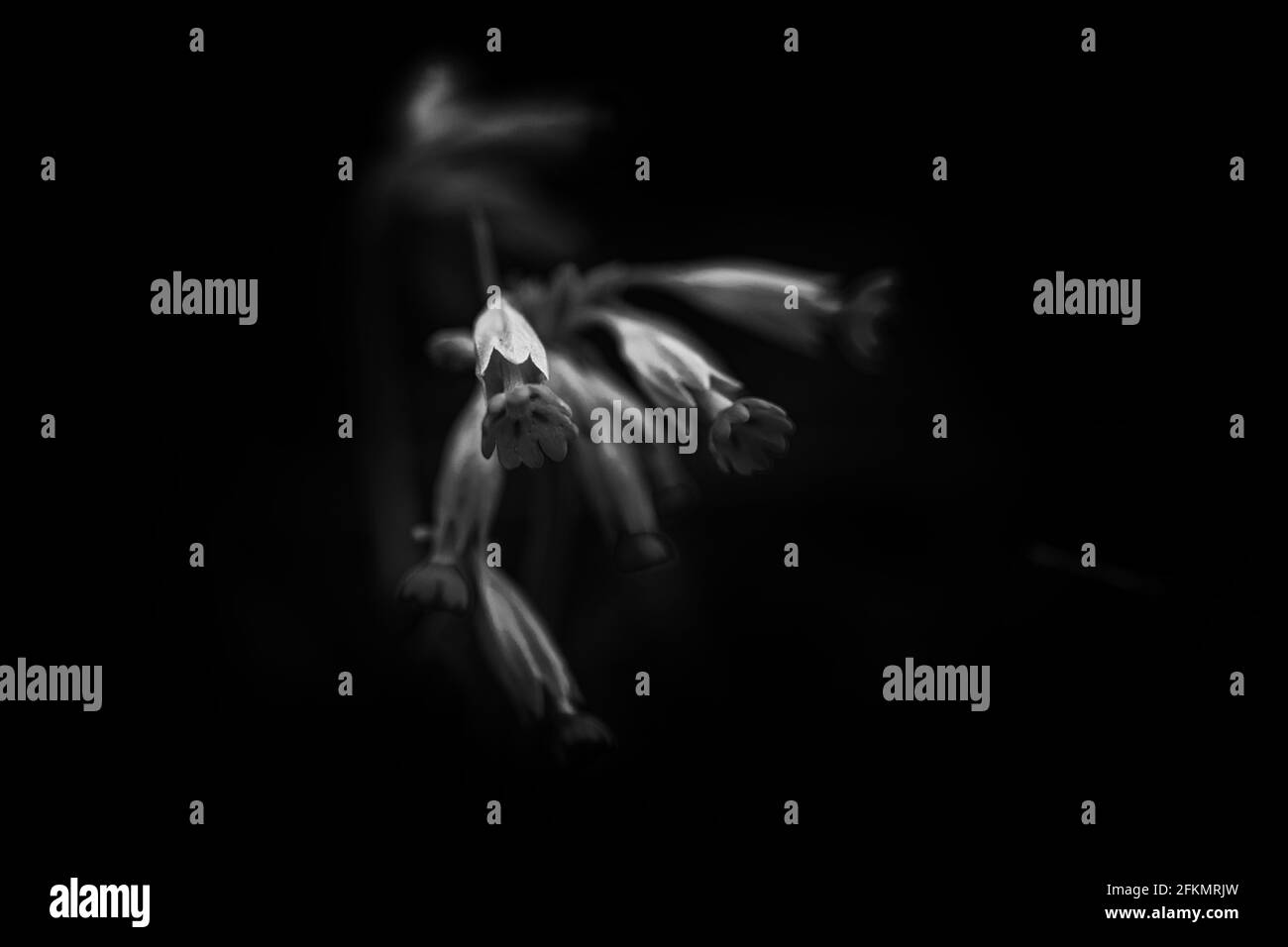 Gros plan d'une glissade de vache (primula veris) fleur dans un pré Banque D'Images