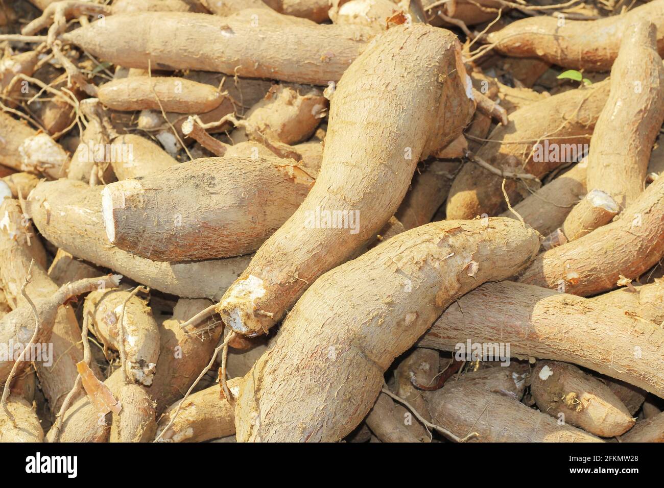 Grande plante de manioc ou de tapioca, genre Manihot, manioc dans le jardin ( au laos ) asie Banque D'Images