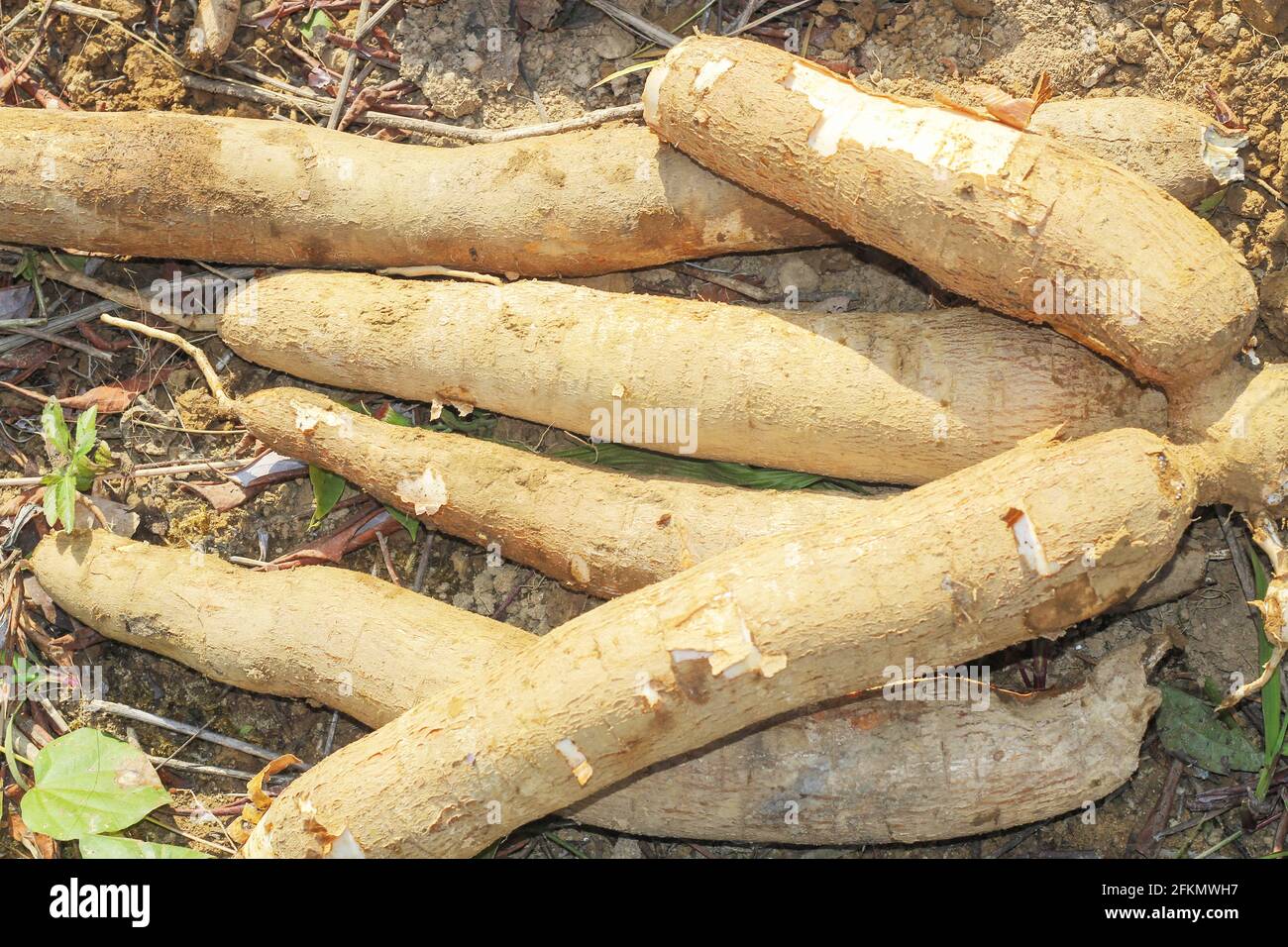 Grande plante de manioc ou de tapioca, genre Manihot, manioc dans le jardin ( au laos ) asie Banque D'Images