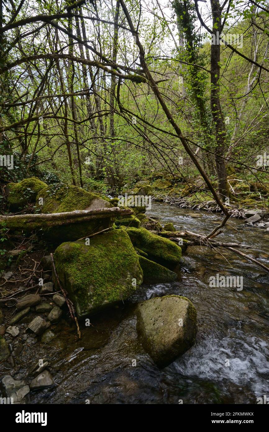 Ruisseau qui coule dans la forêt en Toscane pays, Italie. Rochers recouverts de mousse au premier plan Banque D'Images