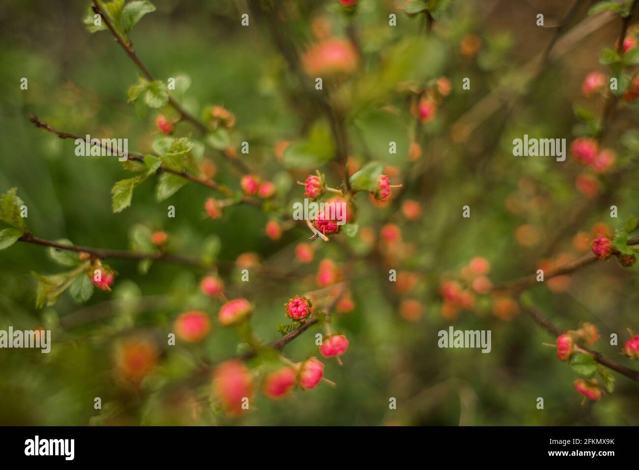 un buisson avec des boutons de fleurs roses dans le jardin ressort Banque D'Images
