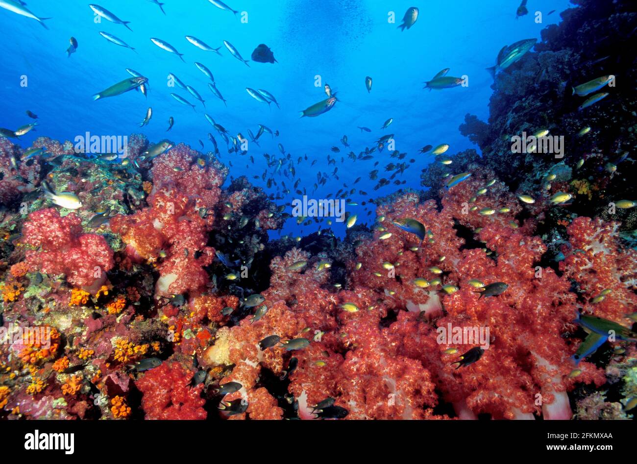 Mer d'Andaman, coraux mous Koh bon Thaïlande Banque D'Images