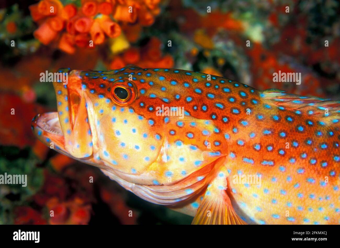 Mérou de corail, Cephalophalis miniata, dans les îles Similan en Thaïlande Banque D'Images