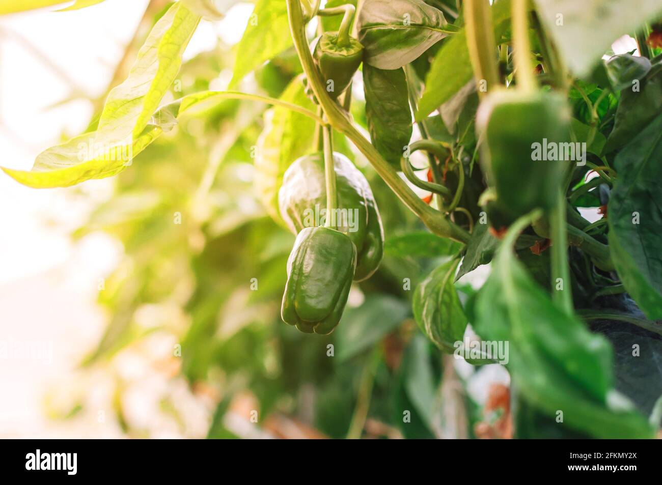 De beaux poivrons doux croissent dans une serre de près. Paprika juteuse fraîche sur une branche de brousse au soleil. Agriculture - grands poivrons doux Banque D'Images