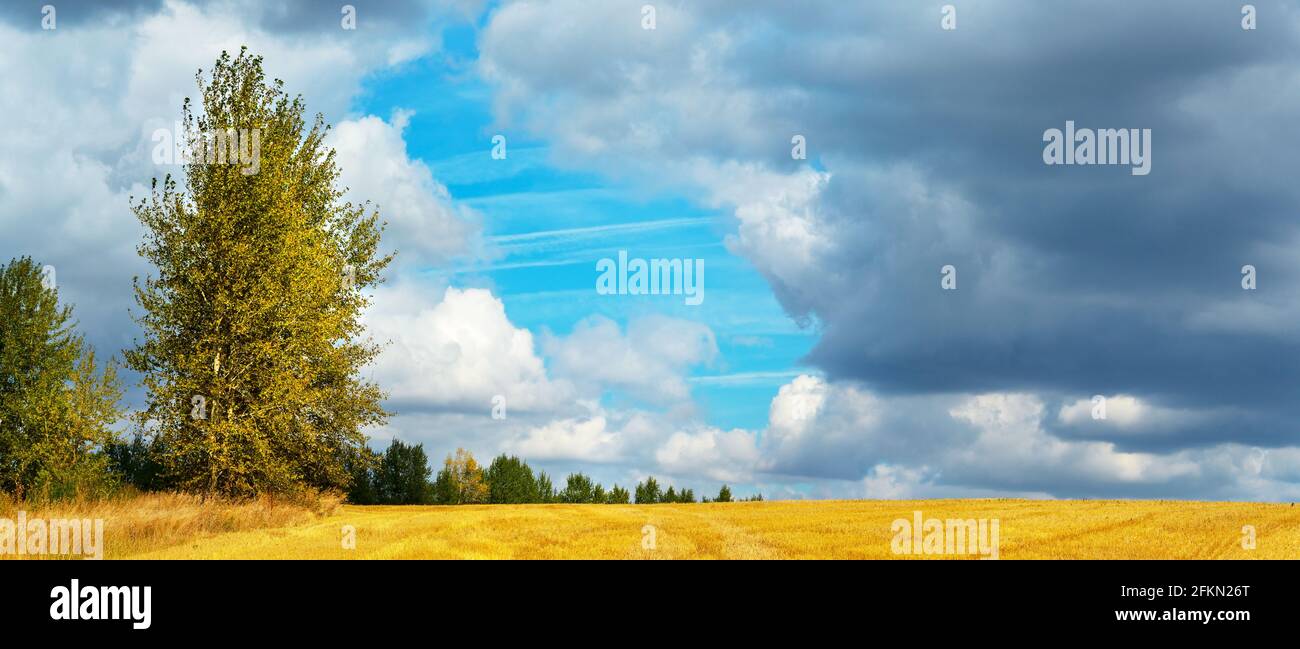 Paysage rural d'été avec beau ciel bleu sur l'or champs de ferme Banque D'Images