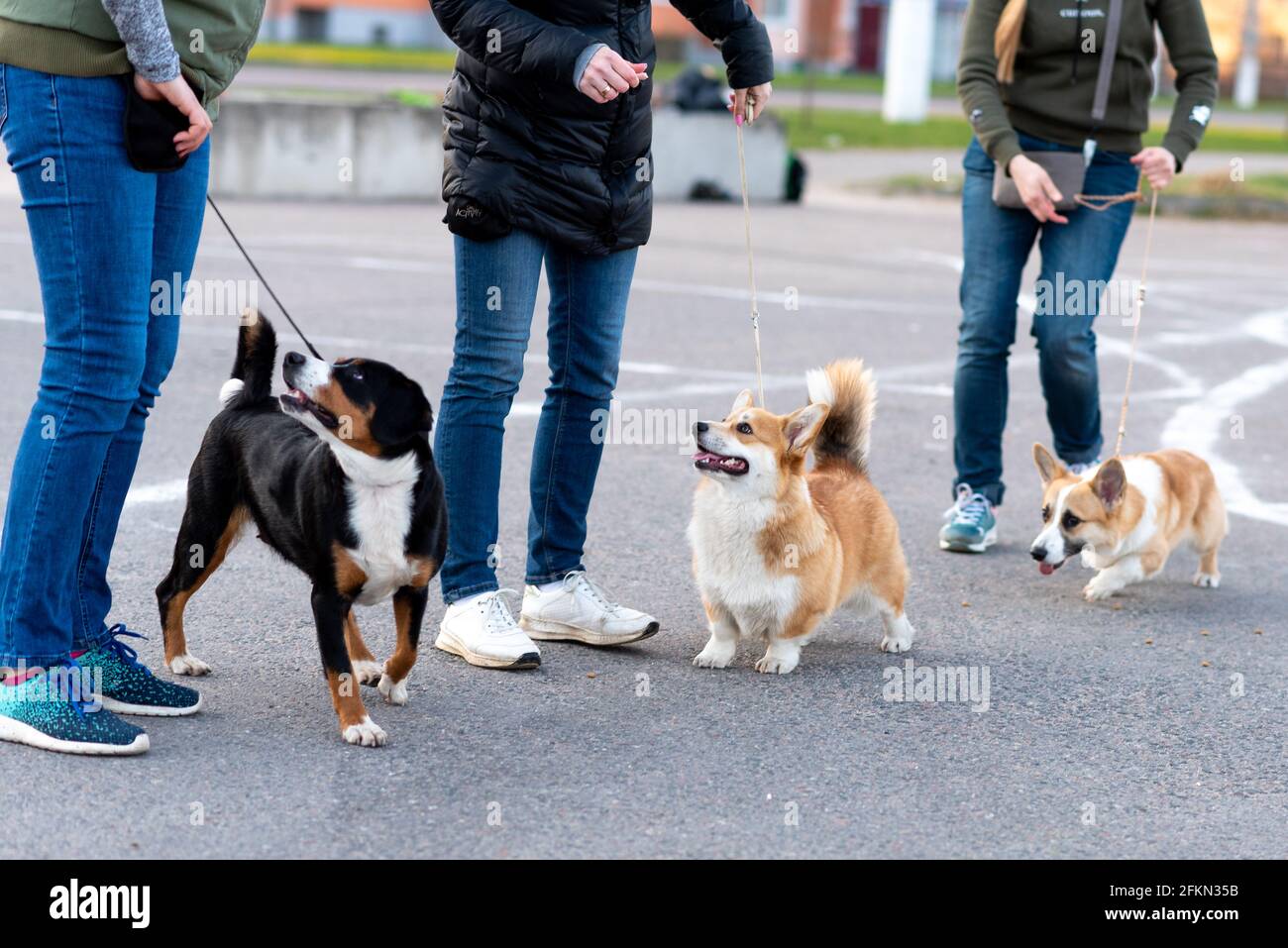 Gallois corgi pembroke sur une promenade Banque D'Images