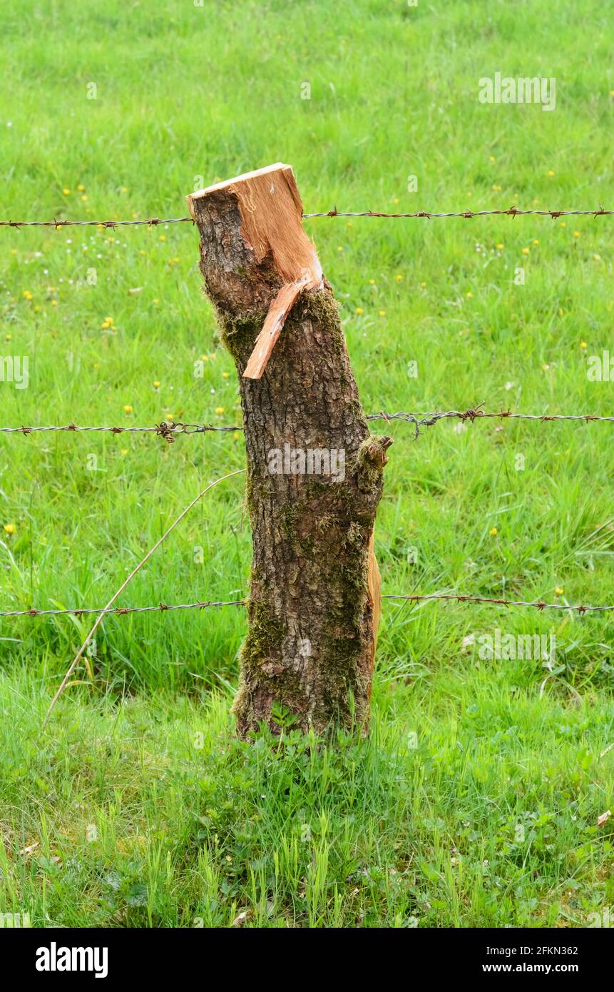 Clôture agricole en bois avec un seul pôle et un fil barbelé autour Un pâturage dans la campagne rurale en Allemagne Banque D'Images