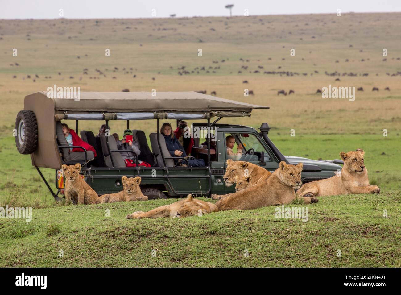 Touriste admirant une fierté des lions se reposant sur une route de jeu dans la réserve nationale de Maasai Mara, Kenya Banque D'Images